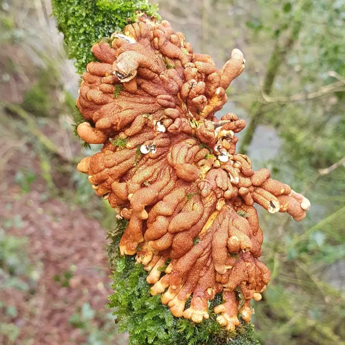 Hypocreopsis lichenoides