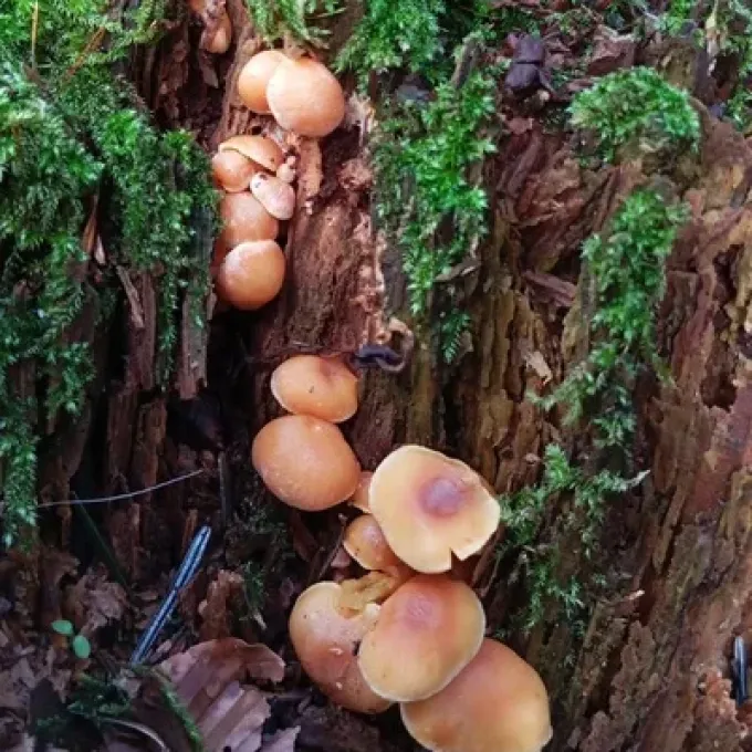 Callistosporium foetens