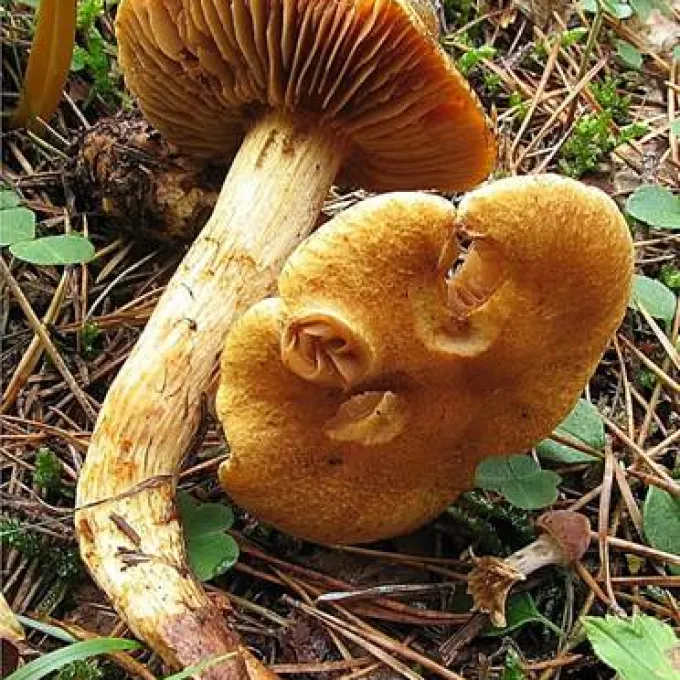 Павутинник туфовий