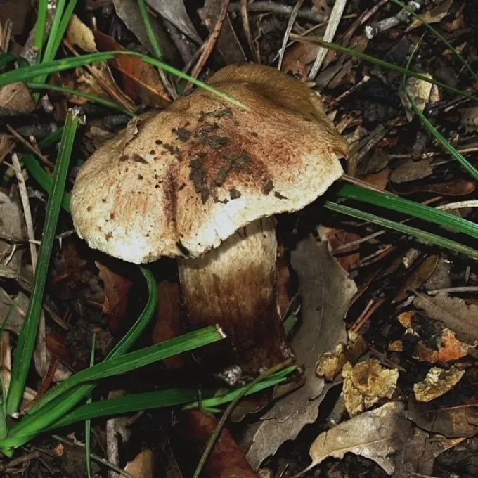Cortinarius suillus