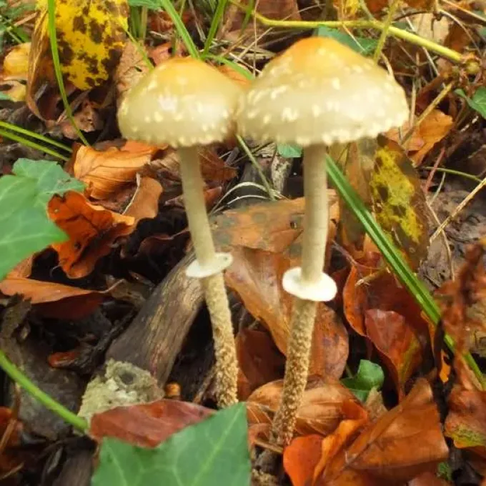 Stropharia squamosa