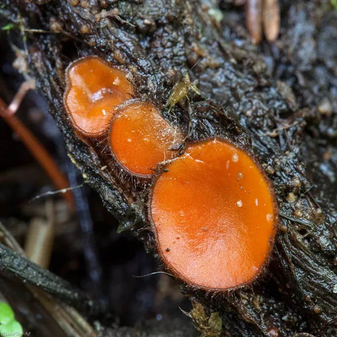 Scutellinia scutellata