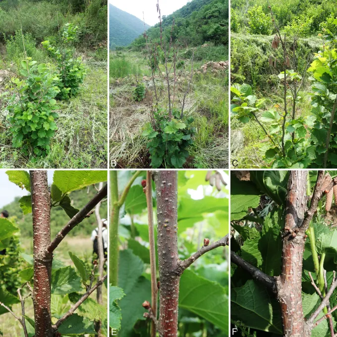 Hazelnut cytospora canker