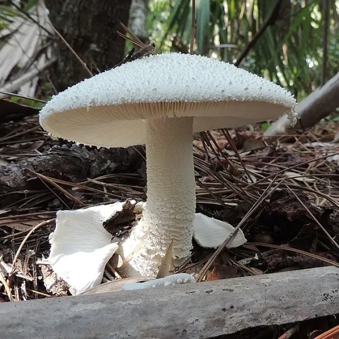 Amanita chlorinosma