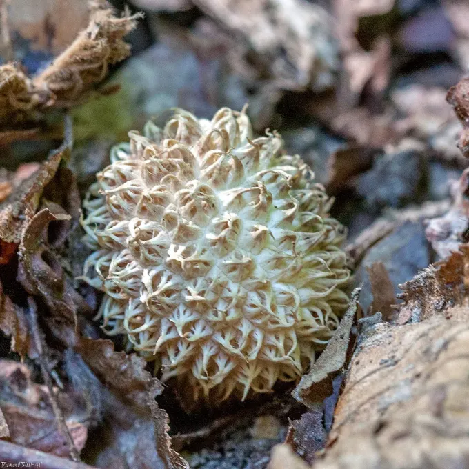 Lycoperdon decipiens