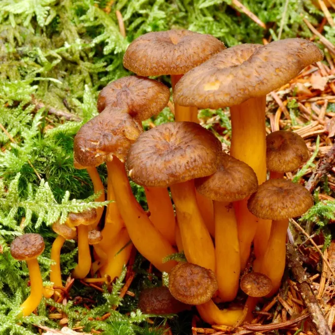 Craterellus ignicolor
