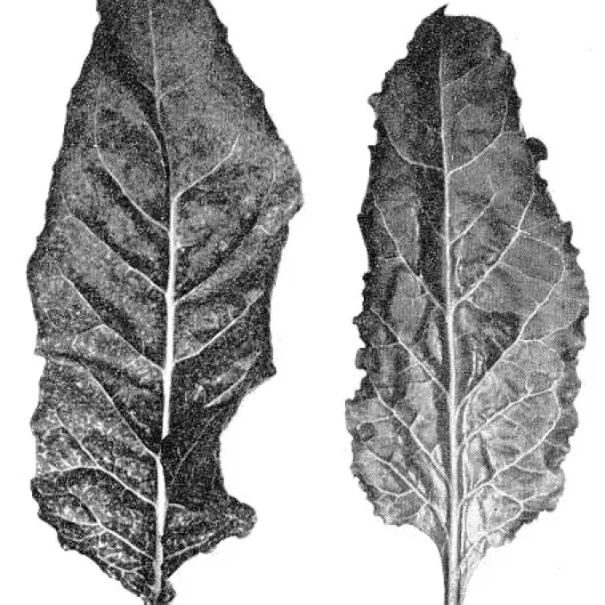 Beet mosaic virus