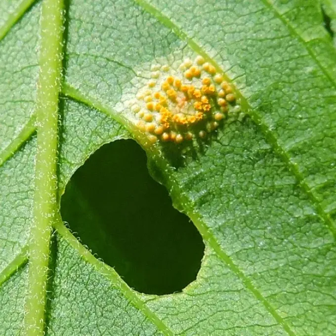Іржа злаків (Puccinia andropogonis)