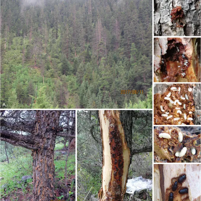 Larch endoconidiophorosis