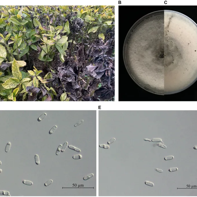 Colletotrichum aenigma