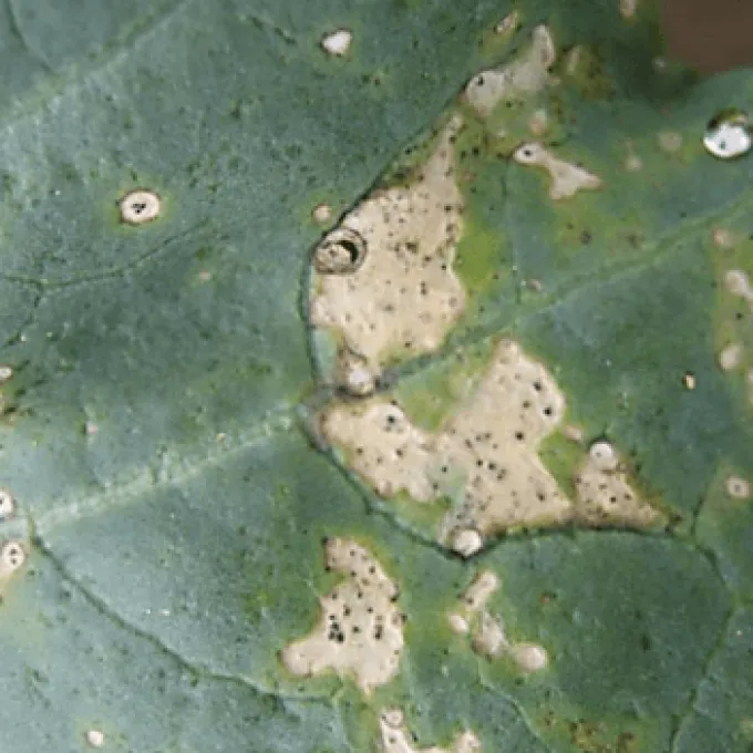 Didymella stem rot of cabbage