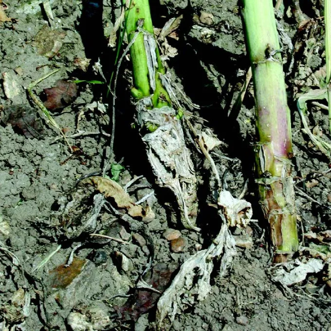 Phoma stem canker