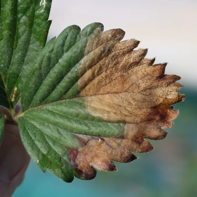 Stagonospora leaf spot of strawberry