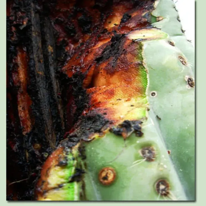 Bacterial soft rot of cacti