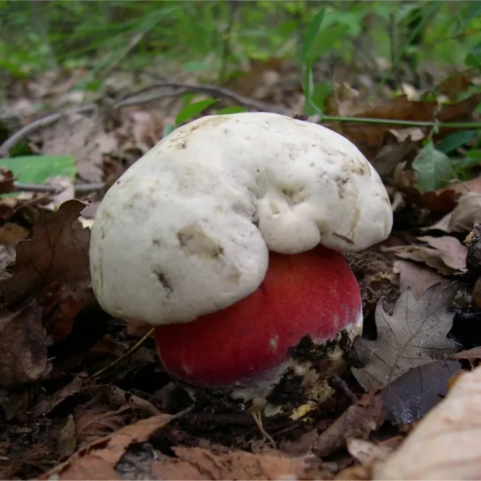 Rubroboletus