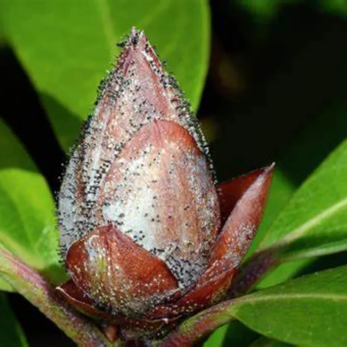 Seifertia