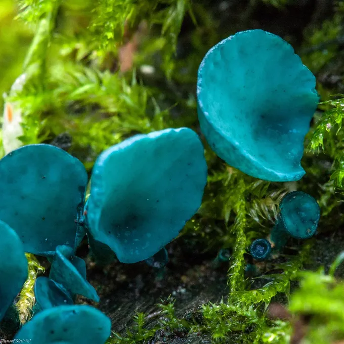 Chlorociboria rot