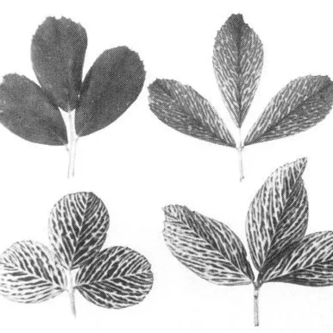 Clover yellow vein virus