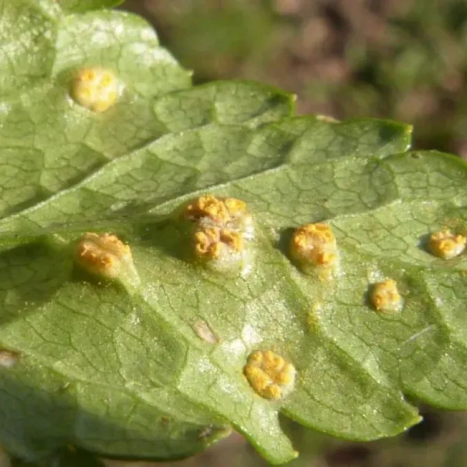 Sorosphaerula veronicae