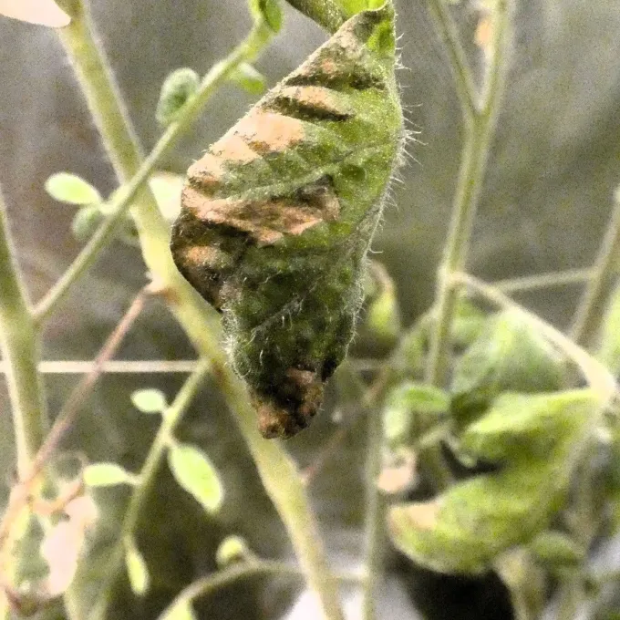 Botryosporium blight