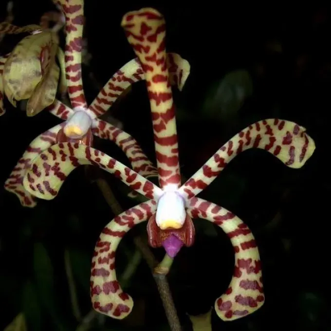 Arachnis