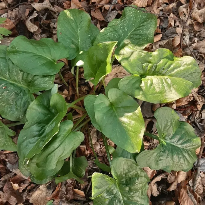 Arum