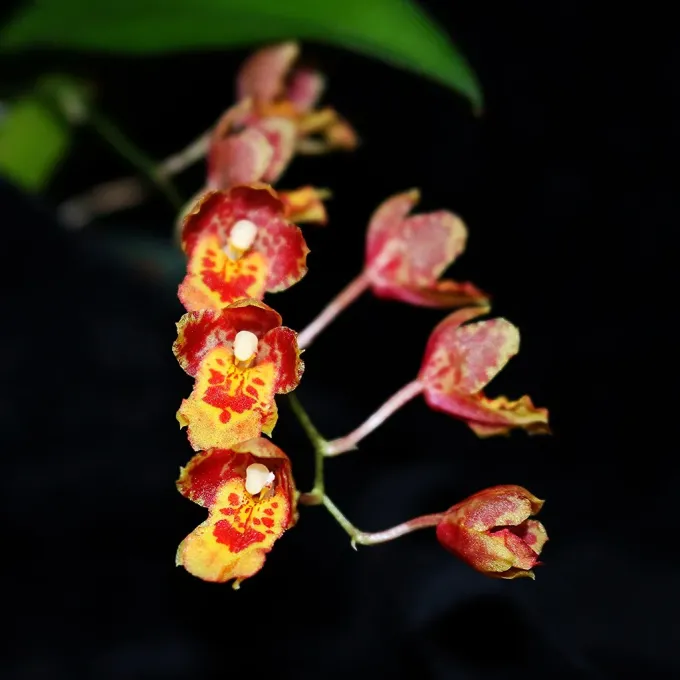 Howeara