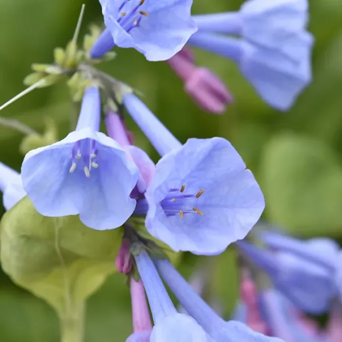 Mertensia