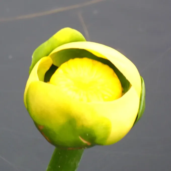 Yellow water-lily