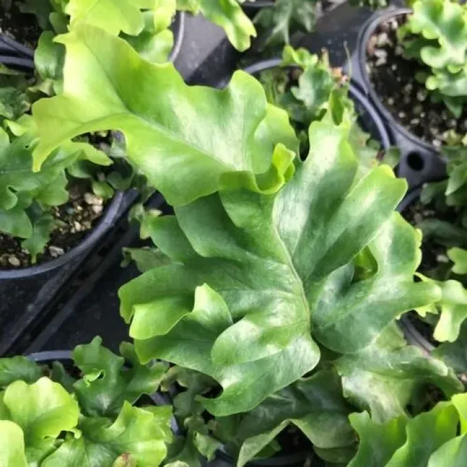 Phlebosia