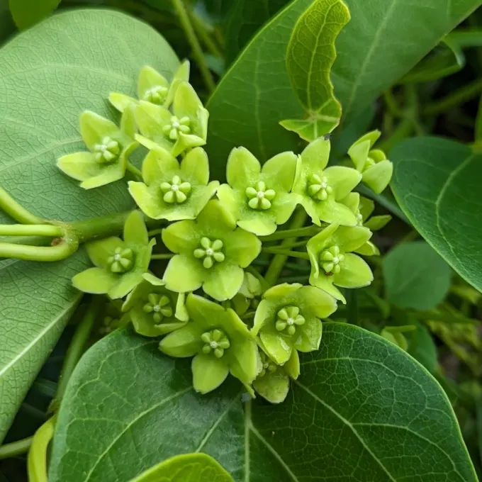 Stephanotis