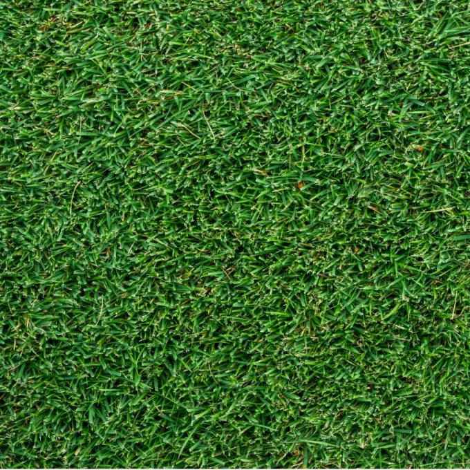 Zoysia hybrid