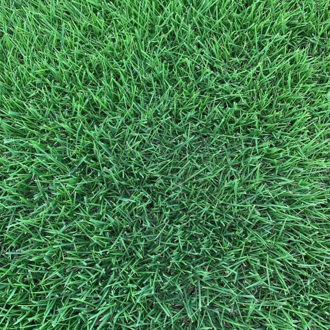 Hybrid Zoysia