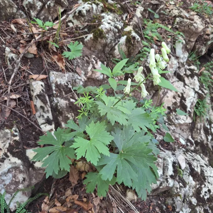 Northern wolfsbane