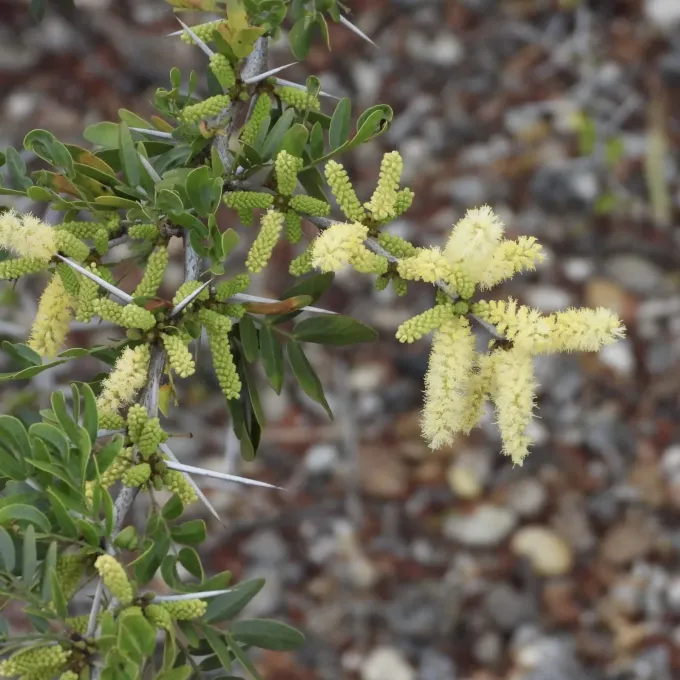Acacia rigidula
