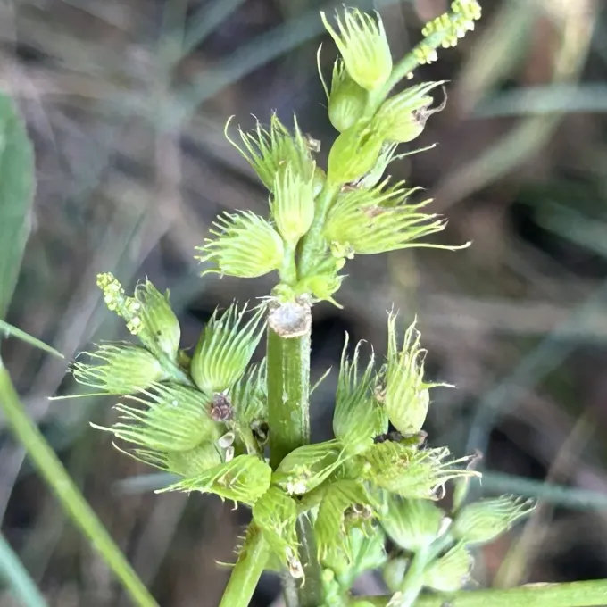 Acalypha ciliata
