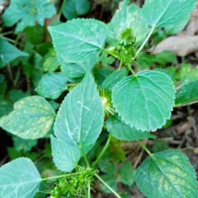 Acalypha polystachya