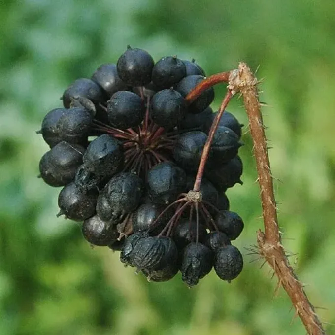 Eleutherococcus setulosus