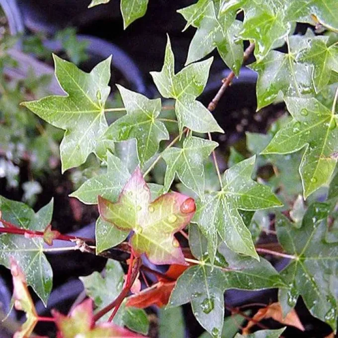 Divergent maple