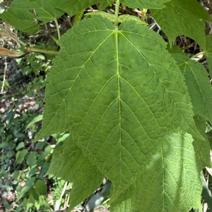 Red-veined maple