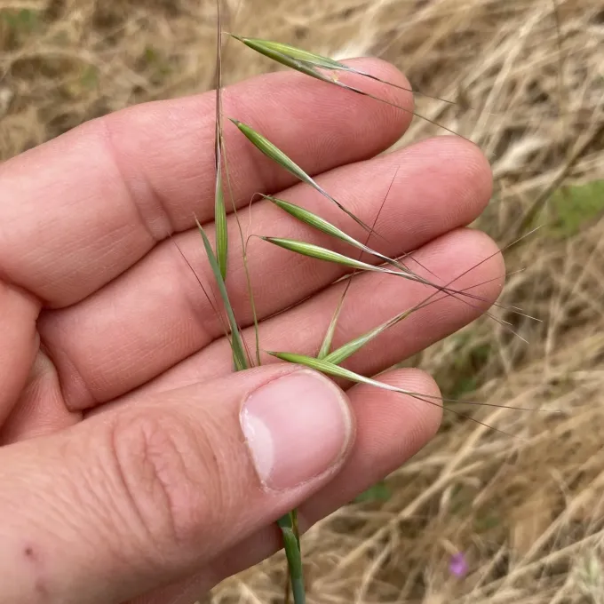 Lusitanian oat