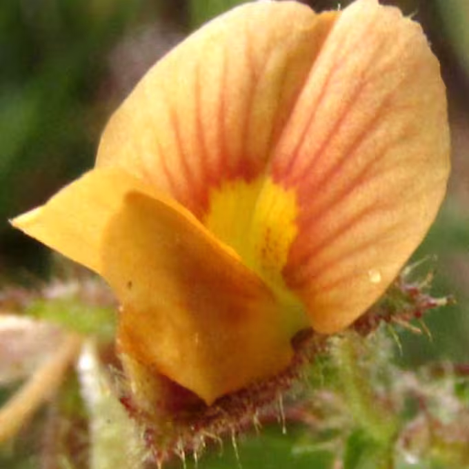 Aeschynomene pulchella