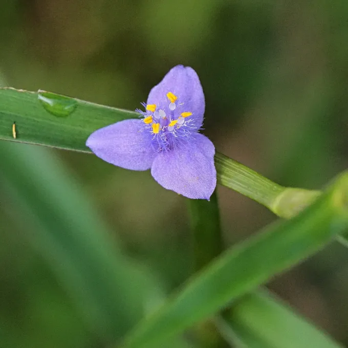Amischophacelus axillaris