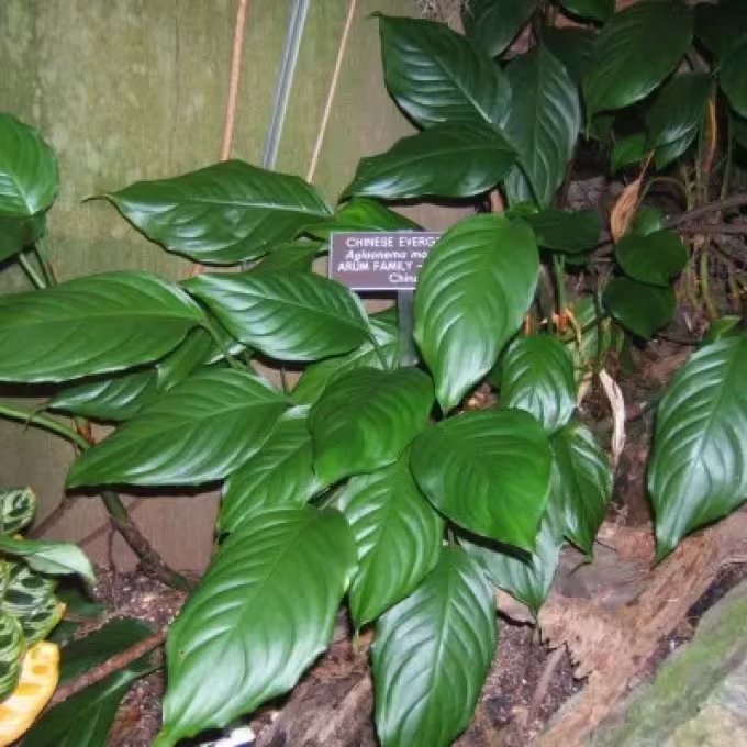 Chinese evergreen