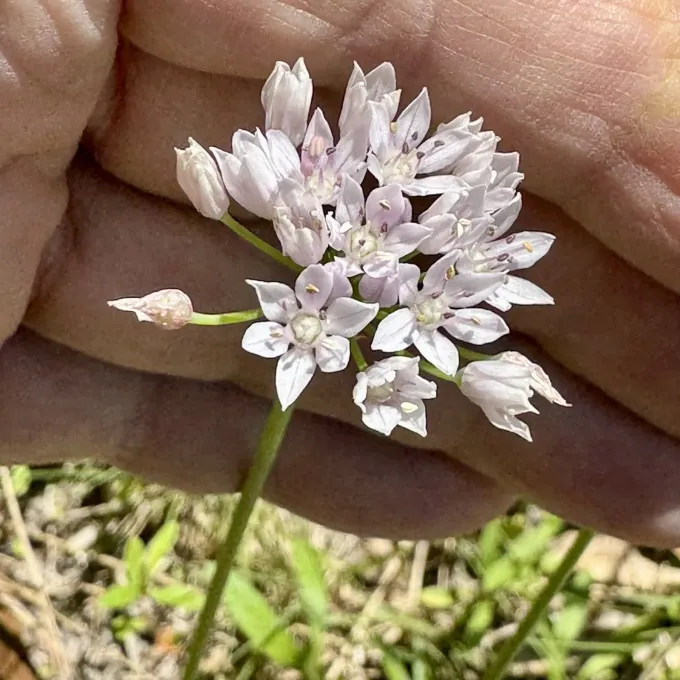 Wild onion