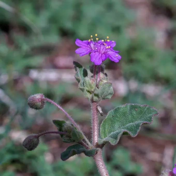 Allionia incarnata