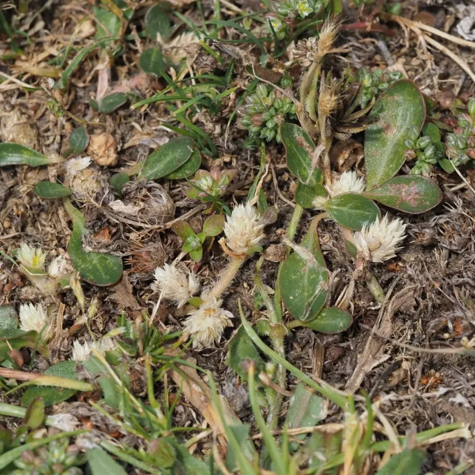 Alternanthera caracasana