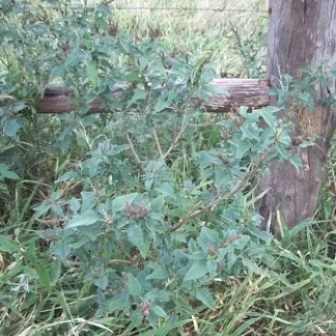 Amaranthus interruptus