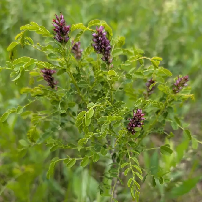 Dwarf false indigo