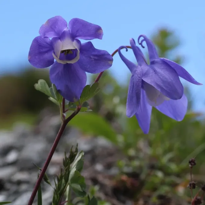 Fan columbine